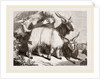 Caslimir Goats by Anonymous