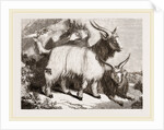 Caslimir Goats by Anonymous