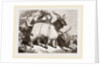 Caslimir Goats by Anonymous