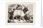 Caslimir Goats by Anonymous