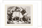Caslimir Goats by Anonymous