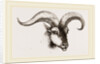 Head of Armenian Argali by Anonymous