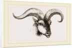 Head of Armenian Argali by Anonymous