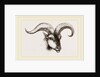 Head of Armenian Argali by Anonymous