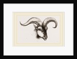 Head of Armenian Argali by Anonymous