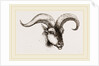 Head of Armenian Argali by Anonymous