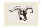Head of Armenian Argali by Anonymous