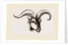 Head of Armenian Argali by Anonymous