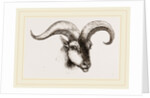 Head of Armenian Argali by Anonymous