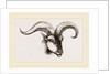 Head of Armenian Argali by Anonymous