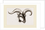 Head of Armenian Argali by Anonymous