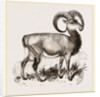 Mouflon of Corsica by Anonymous