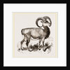 Mouflon of Corsica by Anonymous