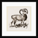 Mouflon of Corsica by Anonymous