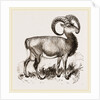 Mouflon of Corsica by Anonymous
