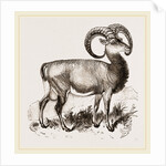 Mouflon of Corsica by Anonymous