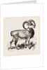 Mouflon of Corsica by Anonymous