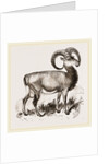 Mouflon of Corsica by Anonymous