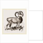 Mouflon of Corsica by Anonymous