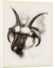 Head of Four-horned Ram by Anonymous