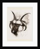 Head of Four-horned Ram by Anonymous