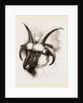 Head of Four-horned Ram by Anonymous