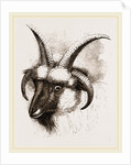 Head of Four-horned Ram by Anonymous