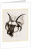 Head of Four-horned Ram by Anonymous