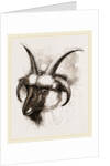 Head of Four-horned Ram by Anonymous