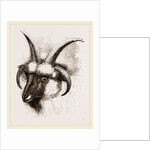 Head of Four-horned Ram by Anonymous