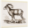 Mouflon of Corsica by Anonymous