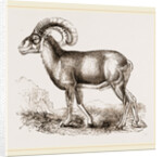 Mouflon of Corsica by Anonymous