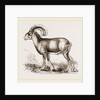 Mouflon of Corsica by Anonymous