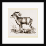 Mouflon of Corsica by Anonymous