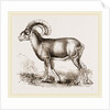 Mouflon of Corsica by Anonymous