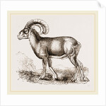 Mouflon of Corsica by Anonymous