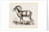 Mouflon of Corsica by Anonymous