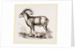 Mouflon of Corsica by Anonymous