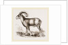 Mouflon of Corsica by Anonymous