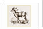 Mouflon of Corsica by Anonymous