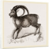 Ibex by Anonymous