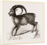 Ibex by Anonymous