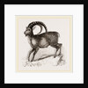 Ibex by Anonymous
