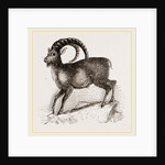 Ibex by Anonymous
