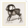 Ibex by Anonymous