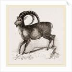 Ibex by Anonymous