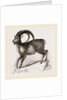 Ibex by Anonymous