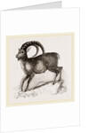 Ibex by Anonymous