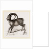 Ibex by Anonymous