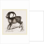 Ibex by Anonymous